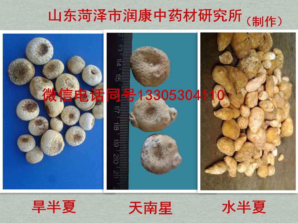天南星水半夏天南星鉴别.jpg